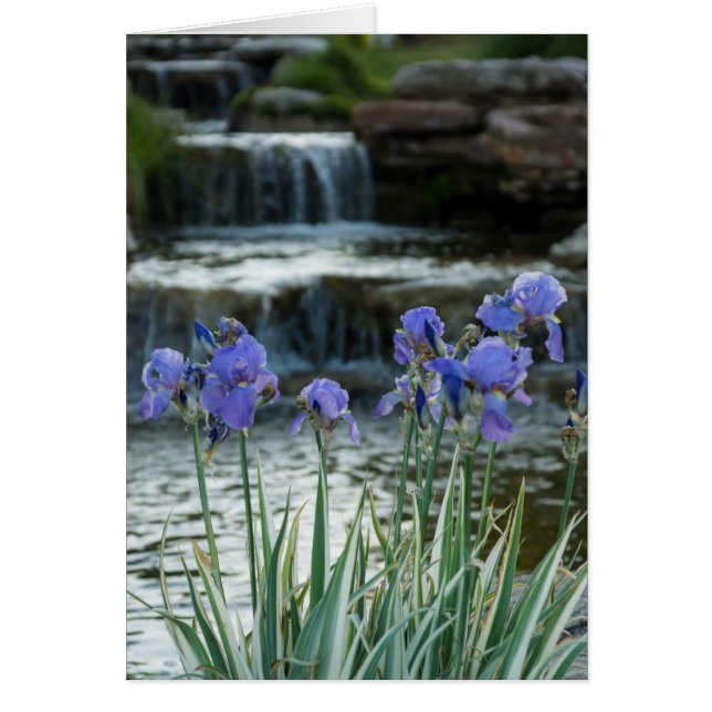 Irises Au Château (Devant)