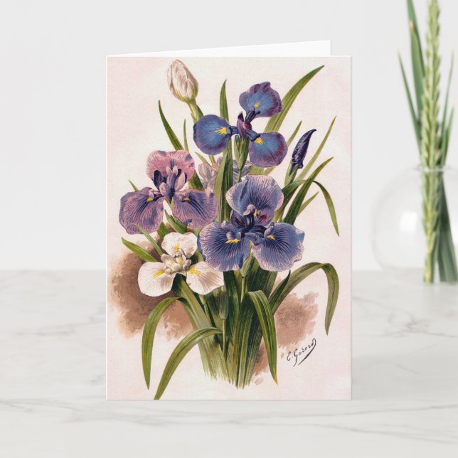 Irises Japonais - Iris Kaempferi - Carte de voeux (Devant)