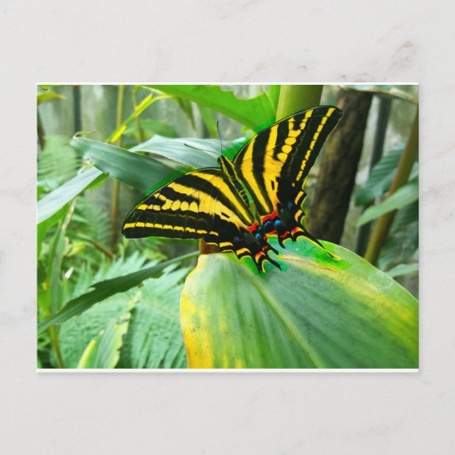 Irish Butterfly Postkarte (Vorderseite)