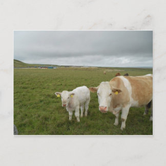 IRISH COWS POSTKARTE