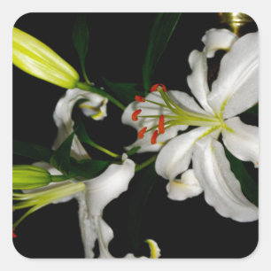 Irish Design - The Blume Collection Quadratischer Aufkleber