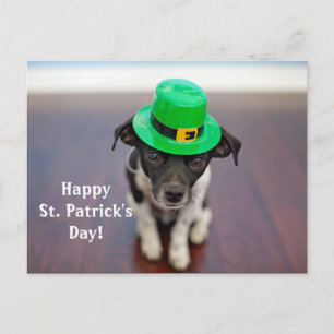 Irish Dog St. Patrick's Day Postcard Postkarte