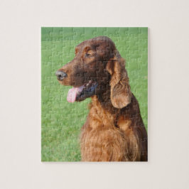 Irish Setter