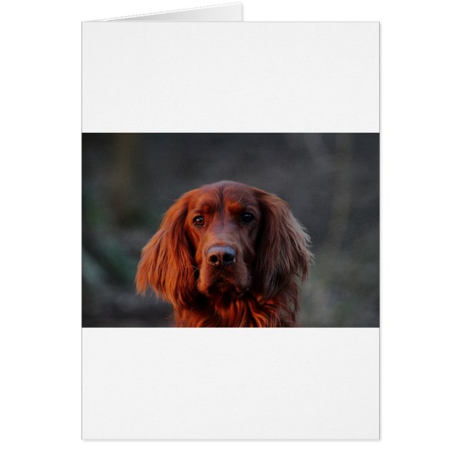 Irish Setter (Vorne)