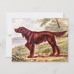 Irish Setter 1900 Illustration of Sporting Dog