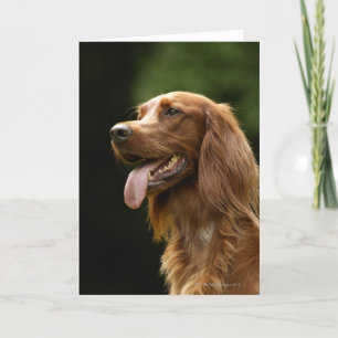 Irish Setter 2 Karte
