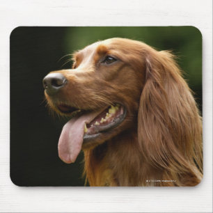 Irish Setter 2 Mousepad