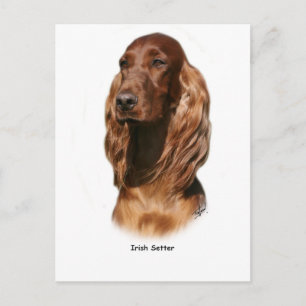 Irish Setter 9Y322D-116 Postkarte