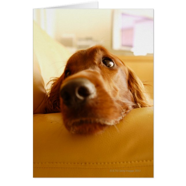 Irish Setter auf Sofa (Vorne)
