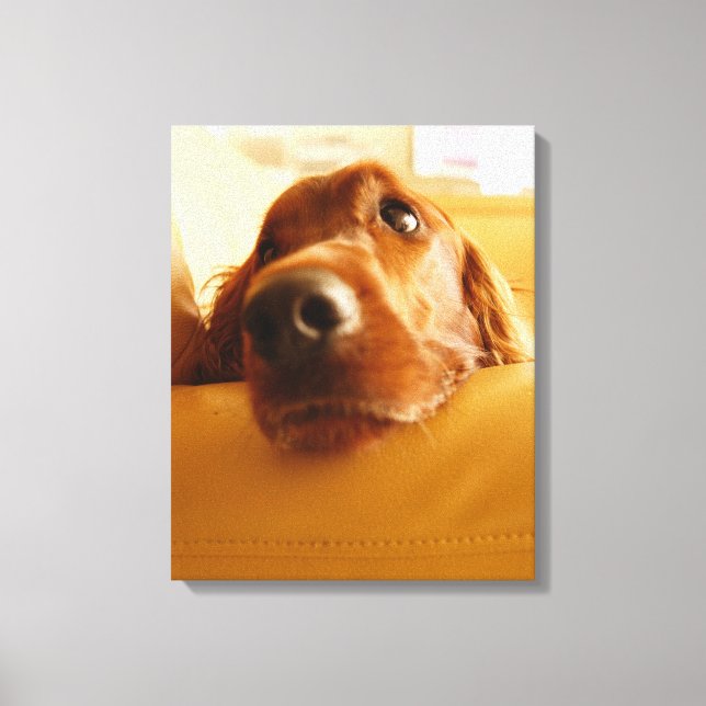 Irish Setter auf Sofa Leinwanddruck (Vorderseite)