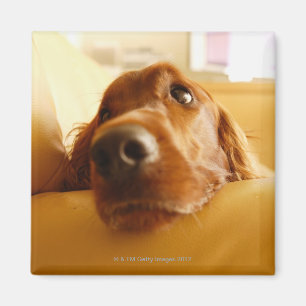 Irish Setter auf Sofa Magnet