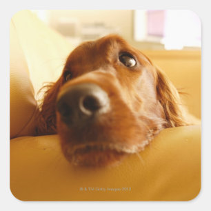 Irish Setter auf Sofa Quadratischer Aufkleber