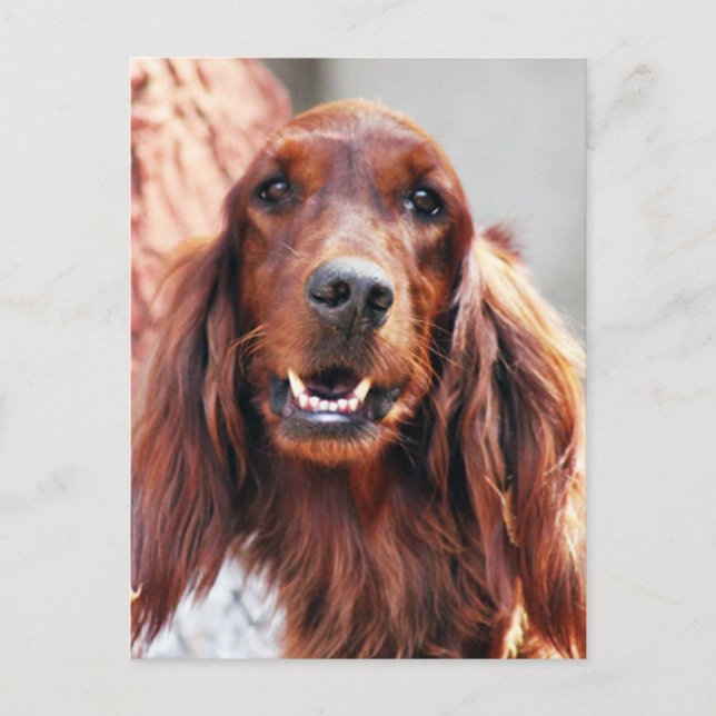 Irish Setter Dog Postkarte (Vorderseite)