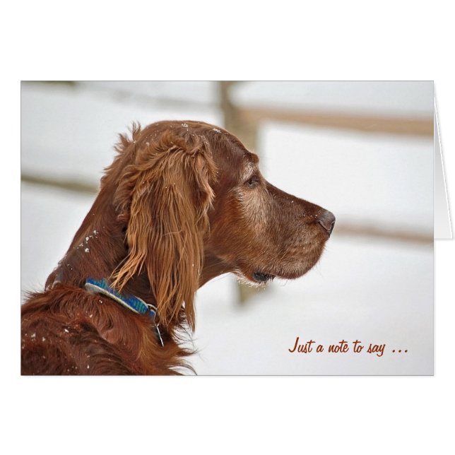 Irish Setter en hiver en pensant à vous (Devant horizontal)