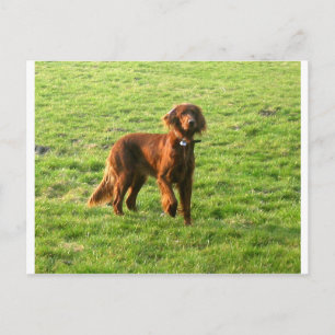irish setter full 2.png postkarte