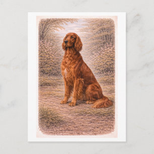 Irish Setter im Vintage-Stil Postkarte