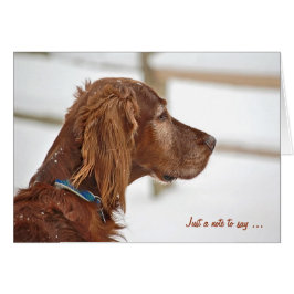 Irish Setter im Winter denken Sie an Sie