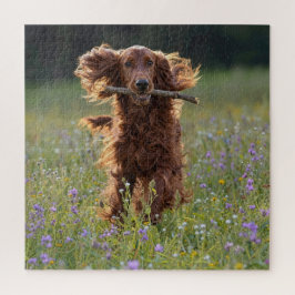 Irish Setter läuft mit einem Stock