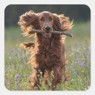 Irish Setter läuft mit einem Stock Quadratischer Aufkleber