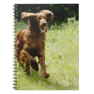 Irish Setter Notizblock