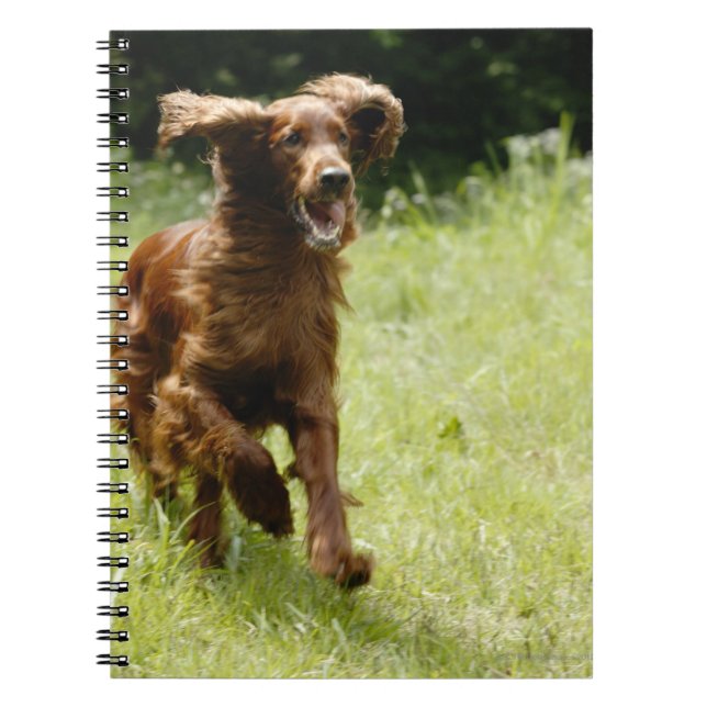 Irish Setter Notizblock (Vorderseite)