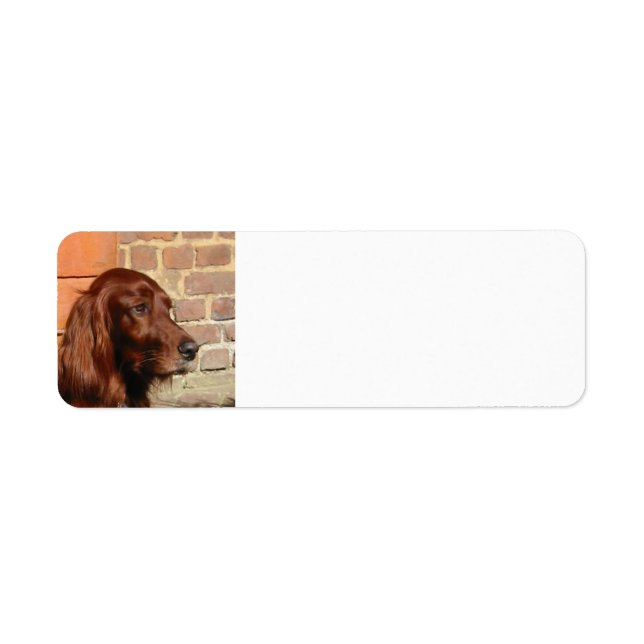 irish setter.png (Vorne)