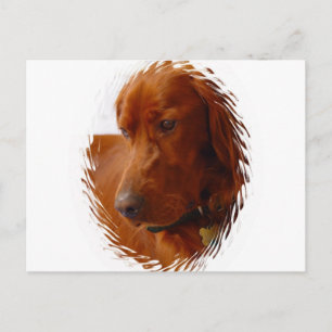 Irish Setter Postcard Postkarte