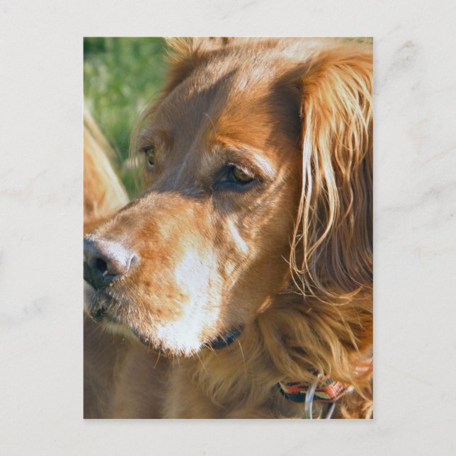 Irish Setter Postkarte (Vorderseite)