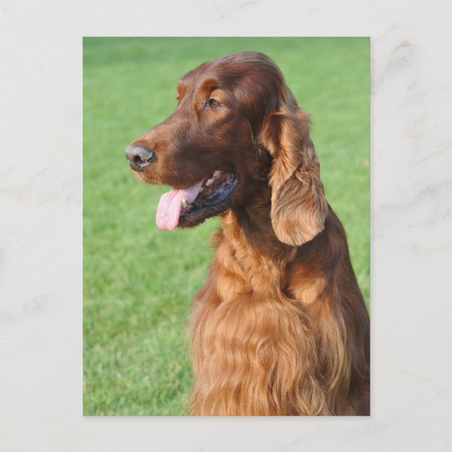 Irish Setter Postkarte (Vorderseite)