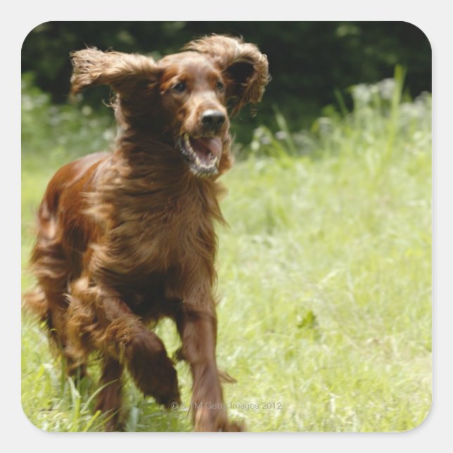 Irish Setter Quadratischer Aufkleber (Vorderseite)