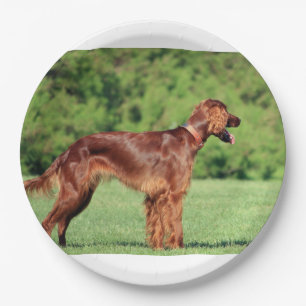 Irish-Setter-Voll 2 Pappteller