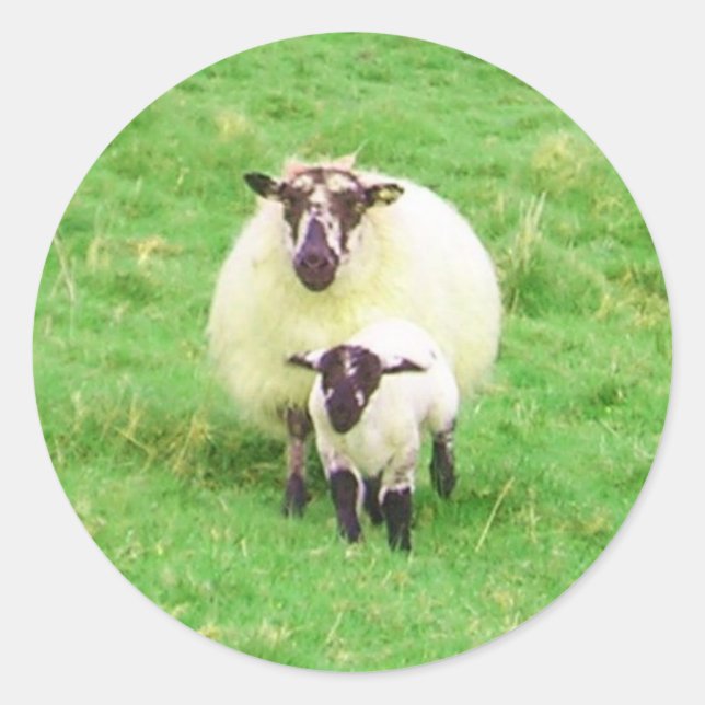 Irish Sheep Stickers (Vorderseite)