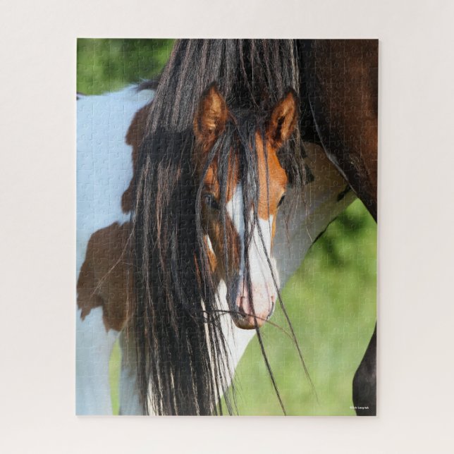 Irish Sport Horse Foal Verstecken unter Schwanz (Vertikal)