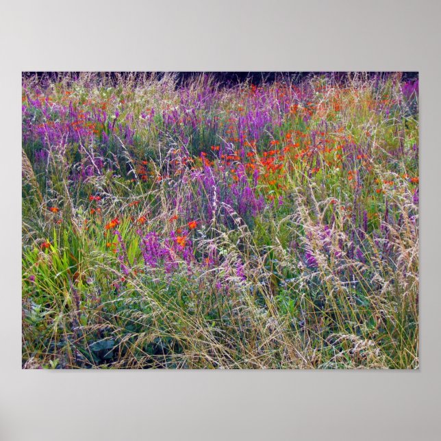 Irish Summer Meadow Poster (Vorne)