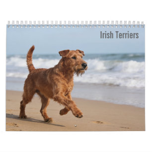 Irish-Terrier-Kalender 2027 Kalender