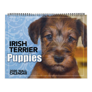 Irish Terrier Puppies 2020 Wall Calendar Kalender