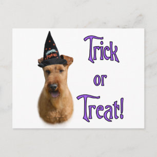 Irish Terrier Trick Postkarte