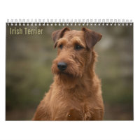 Irish-Terrier-Wandkalender 2027