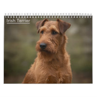 Irish-Terrier-Wandkalender 2027
