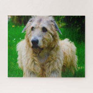 Irish Wolfhound.
