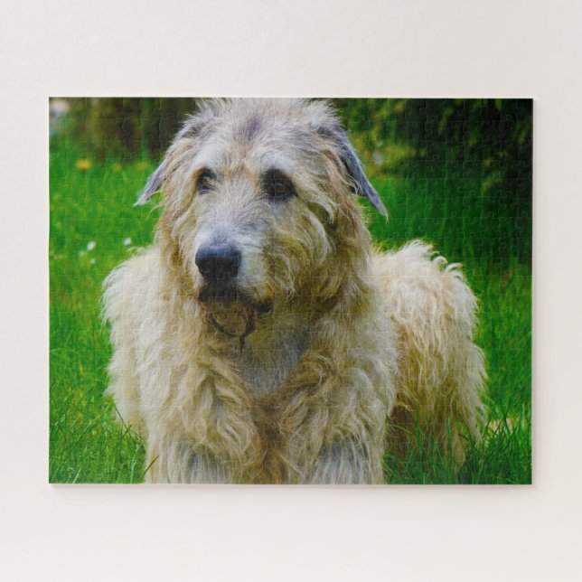 Irish Wolfhound. (Horizontal)
