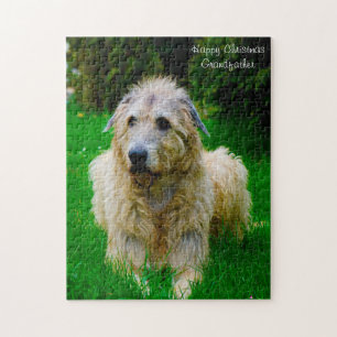 Irish Wolfhound.