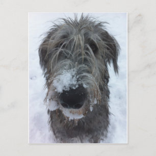 irish wolfhound playing in the snow postkarte