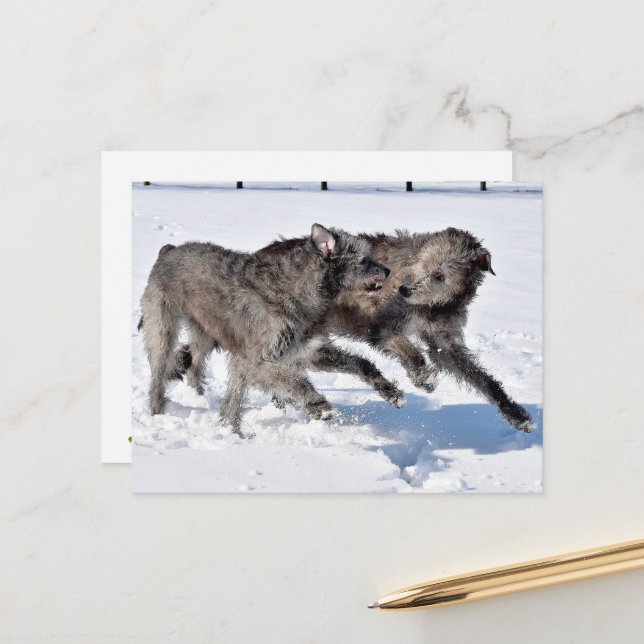 Irish Wolfhounds rennen in Snow Postkarte (Vorderseite/Rückseite Beispiel)