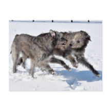 Irish Wolfhounds rennen in Snow