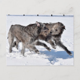 Irish Wolfhounds rennen in Snow Postkarte