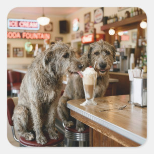Irish Wolfhounds teilen sich einen Milchshake Quadratischer Aufkleber