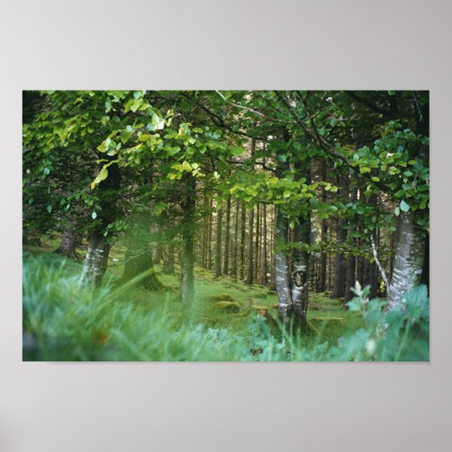 Irish Wood Poster (Vorne)