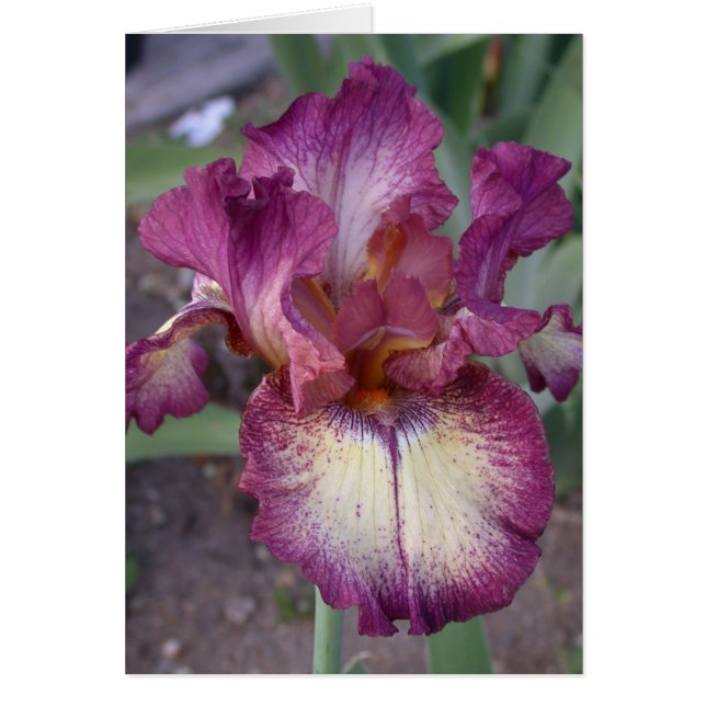 Iriskarte "Unschuldiger Stern" - Leere Karte (Vorne)