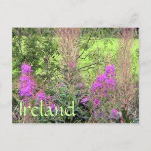 Irland Heather Postcard Postkarte